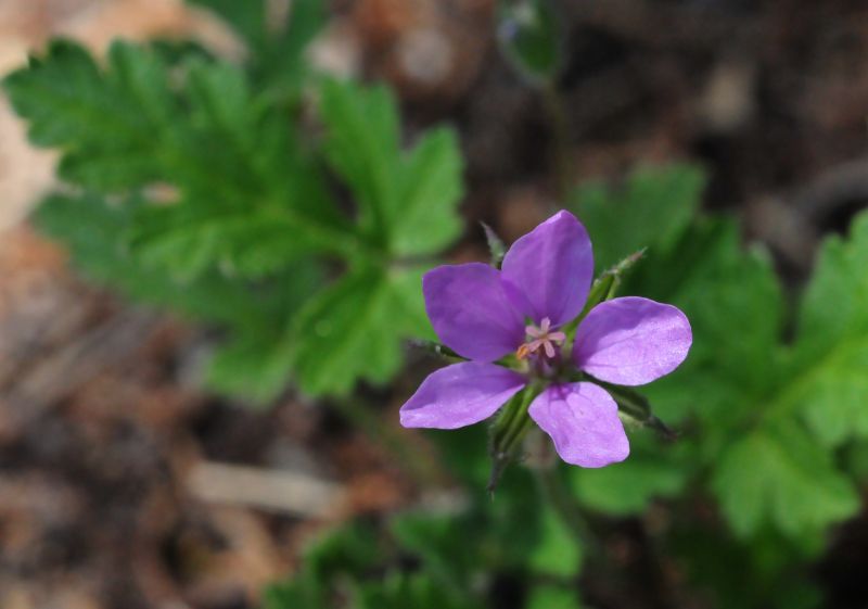 cfr. Erodium chium